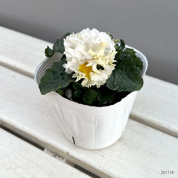 パンジー（フリル咲き）：ボンボン5種セット