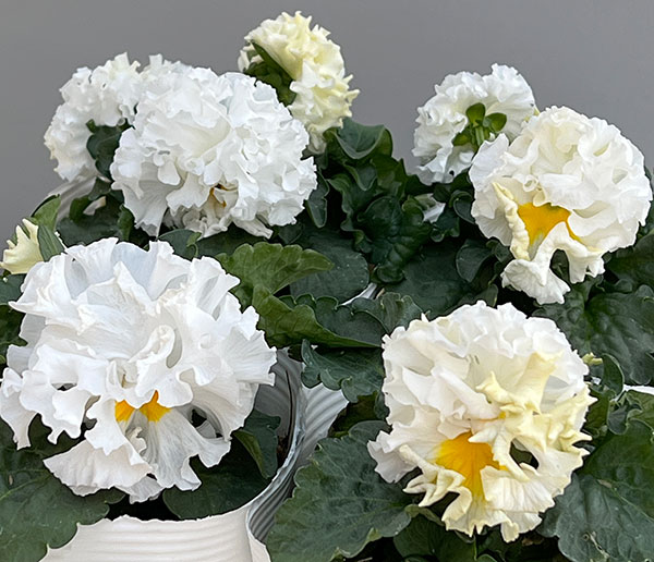 パンジー（フリル咲き）：ボンボン5種セット