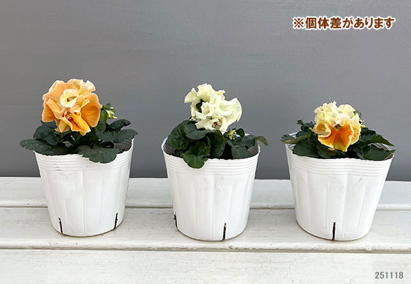 パンジー（フリル咲き）：ボンボン5種セット