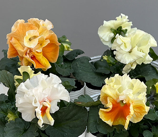 パンジー（フリル咲き）：ボンボン5種セット