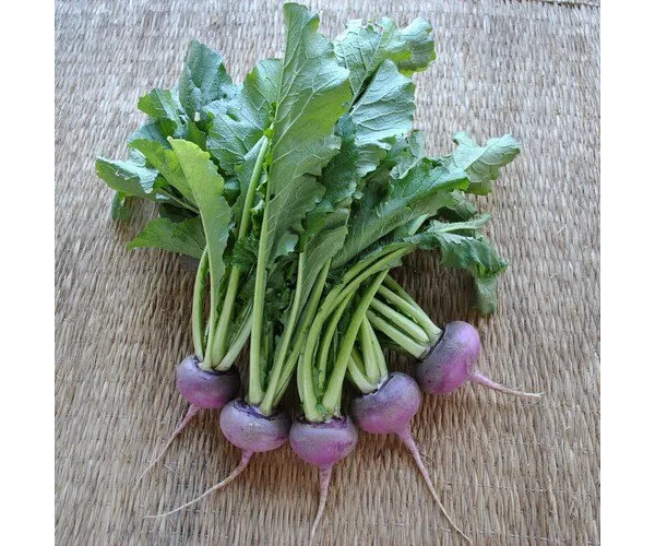 野菜の種：木曽紫カブ[野菜タネ　8-9月まき]