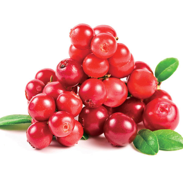 赤実の人気小果樹苗3種セット（クランベリー・リンゴンベリー・ラズベリー ポラナ）