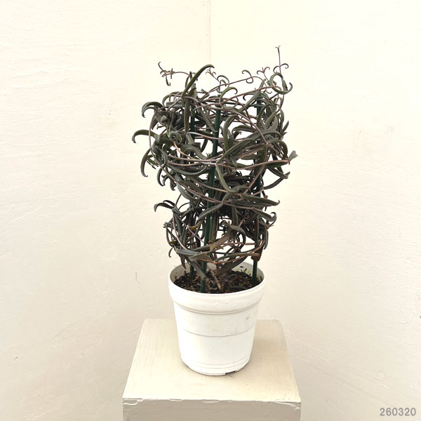 園芸ネット本店｜カランコエ：黒錦蝶 5号鉢植え の通販【公式】