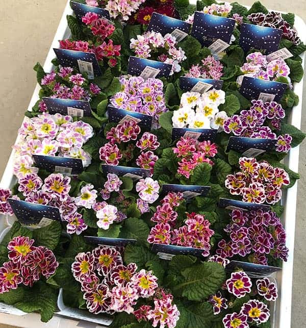 冬花 プリムラ ：冬の冠 花色見計らい3号ポット の通販 | 園芸ネット
