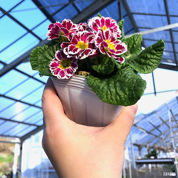 冬花 プリムラ ：冬の冠 花色見計らい3号ポット の通販 | 園芸ネット