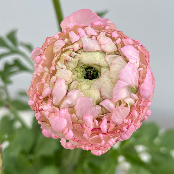 ラナンキュラス：ポンポン　ハーマイオニー5号鉢