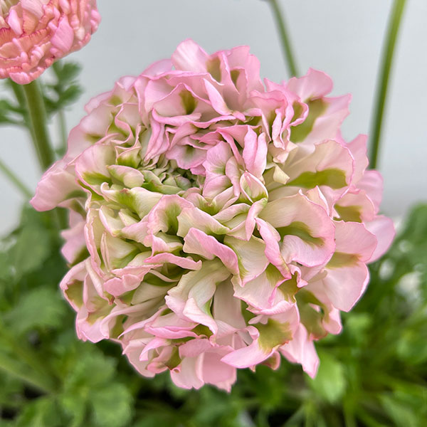 ラナンキュラス：ポンポン　ハーマイオニー5号鉢