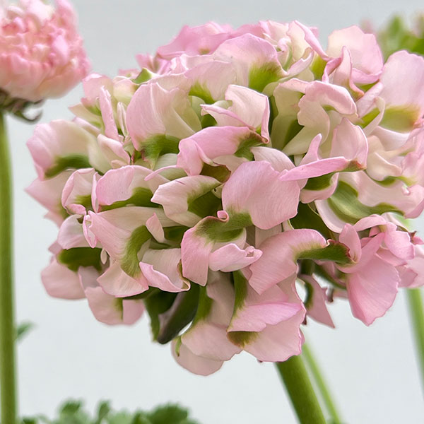 ラナンキュラス：ポンポン　ハーマイオニー5号鉢