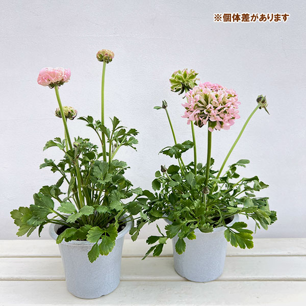 ラナンキュラス：ポンポン　ハーマイオニー5号鉢