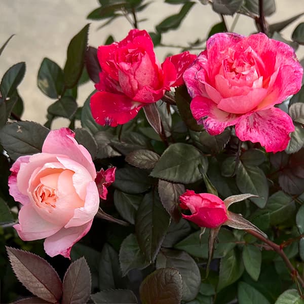 園芸ネット本店｜ミニバラ：シュガー3.5号ポット の通販【公式】