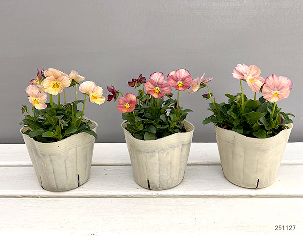 【お1人様1ポット】ビオラ：ときめきビオラ　トロピカルクラッシュ3.5号ポット