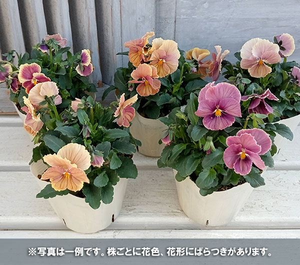 ビオラ：ときめきビオラ　シナモンフィグ3.5号ポット