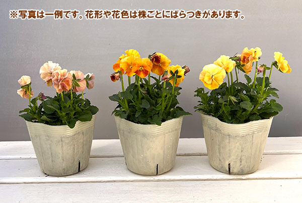 【お1人様3ポットまで】ビオラ：ときめきビオラ　バタースコッチ3.5号ポット