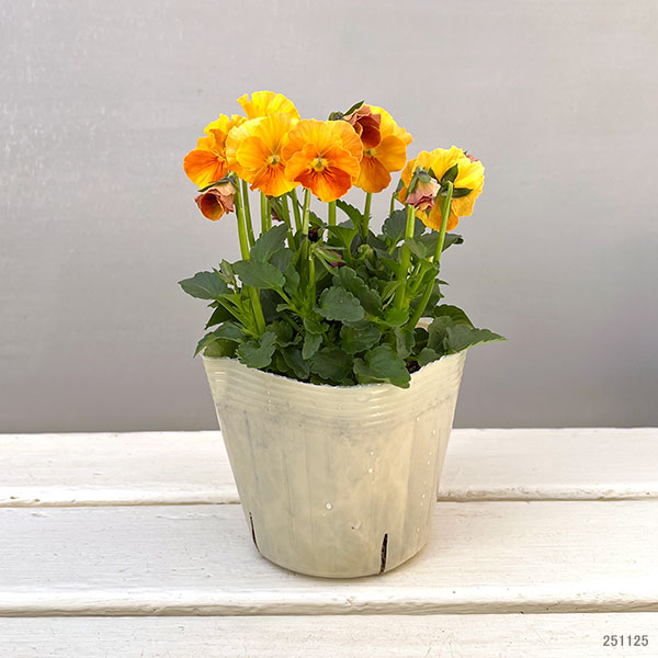 【お1人様3ポットまで】ビオラ：ときめきビオラ　バタースコッチ3.5号ポット