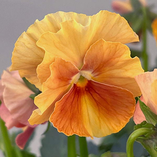 【お1人様3ポットまで】ビオラ：ときめきビオラ　バタースコッチ3.5号ポット