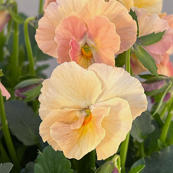 【お1人様3ポットまで】ビオラ：ときめきビオラ　バタースコッチ3.5号ポット