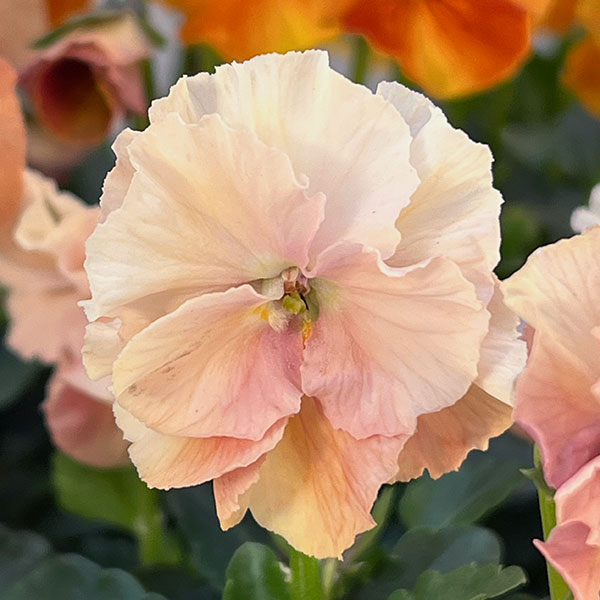 【お1人様3ポットまで】ビオラ：ときめきビオラ　バタースコッチ3.5号ポット