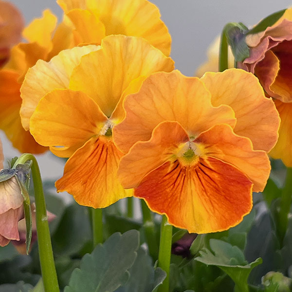 【お1人様3ポットまで】ビオラ：ときめきビオラ　バタースコッチ3.5号ポット