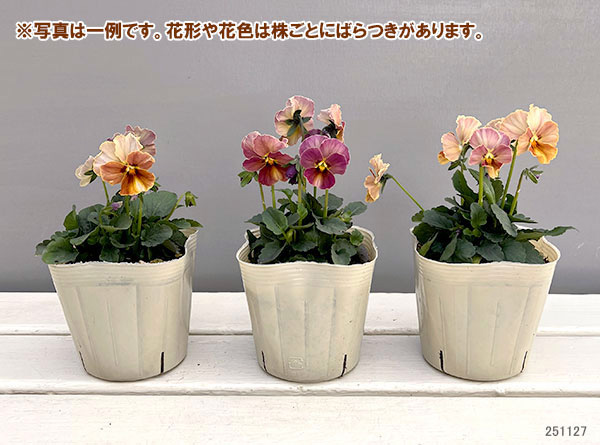 【お1人様1ポット】ビオラ：ときめきビオラ　スパイシーマスタード3.5号ポット