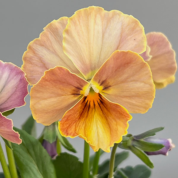 【お1人様1ポット】ビオラ：ときめきビオラ　スパイシーマスタード3.5号ポット