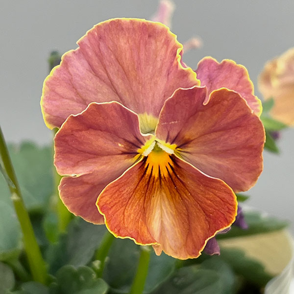 【お1人様1ポット】ビオラ：ときめきビオラ　スパイシーマスタード3.5号ポット