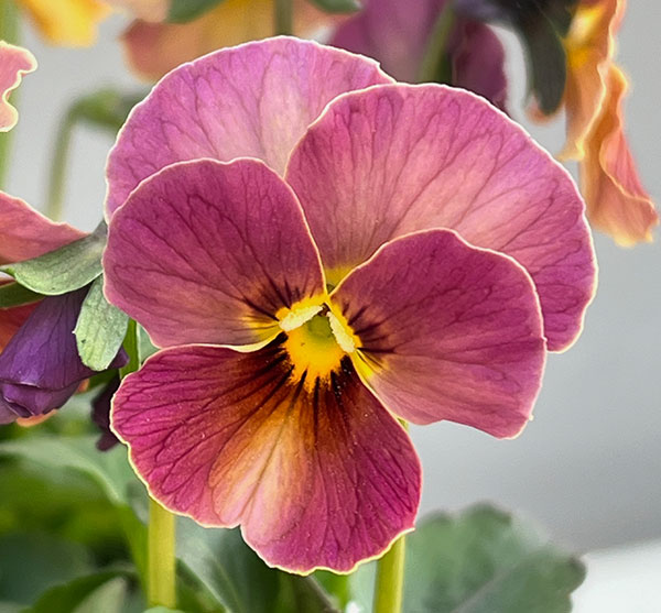 【お1人様1ポット】ビオラ：ときめきビオラ　スパイシーマスタード3.5号ポット