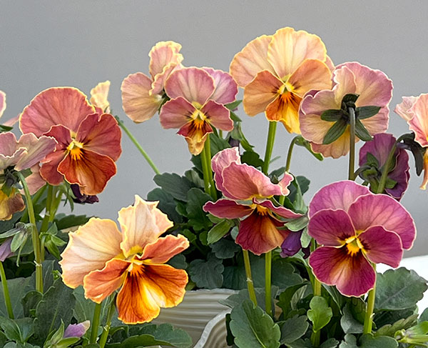 【お1人様1ポット】ビオラ：ときめきビオラ　スパイシーマスタード3.5号ポット