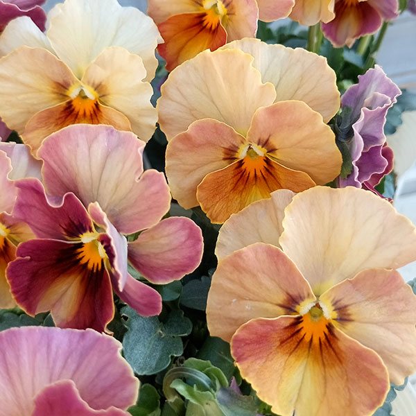 【お1人様1ポット】ビオラ：ときめきビオラ　スパイシーマスタード3.5号ポット