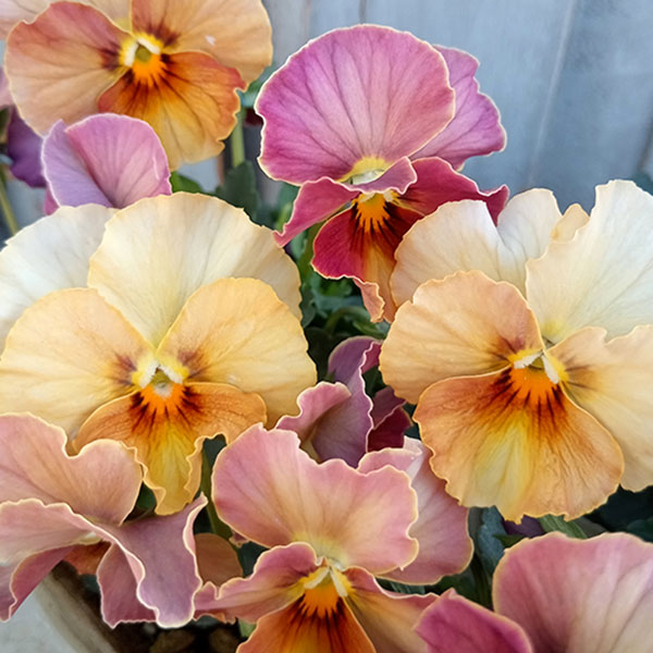 【お1人様1ポット】ビオラ：ときめきビオラ　スパイシーマスタード3.5号ポット