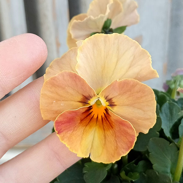 【お1人様1ポット】ビオラ：ときめきビオラ　スパイシーマスタード3.5号ポット