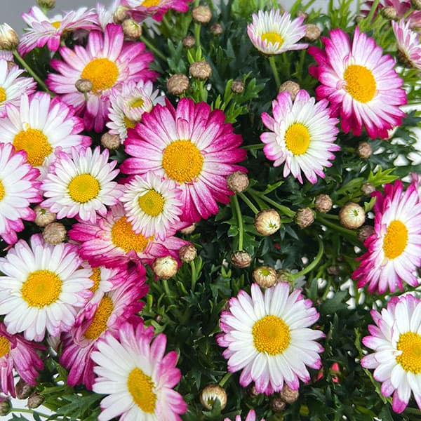 マーガレット：スマッシュ　ローズ＆ホワイト3.5号ポット