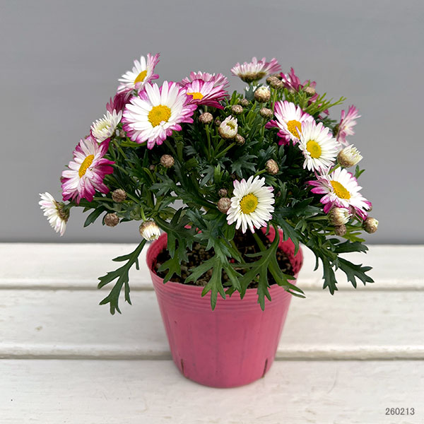 マーガレット：スマッシュ　ローズ＆ホワイト3.5号ポット