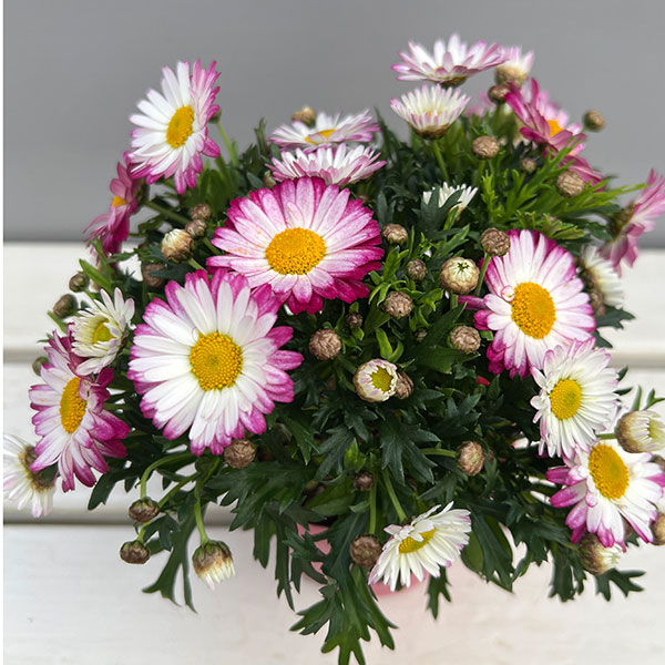 マーガレット：スマッシュ　ローズ＆ホワイト3.5号ポット