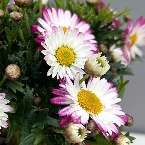 園芸ネット本店｜マーガレット：スマッシュ ローズ＆ホワイト3.5号