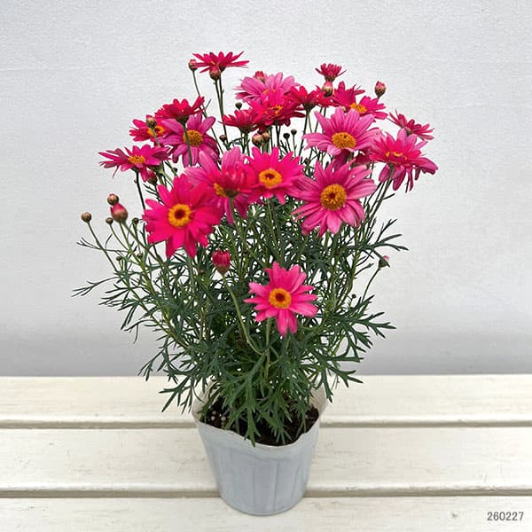 マーガレット：スマッシュ　ファイア3.5号ポット