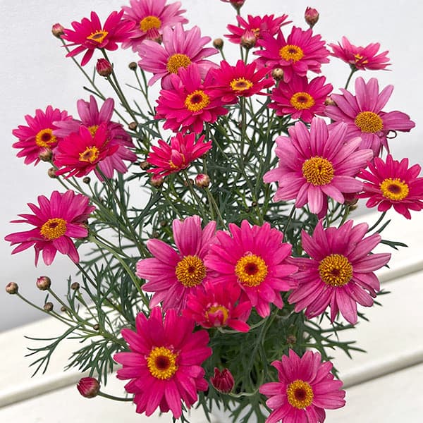 マーガレット：スマッシュ　ファイア3.5号ポット