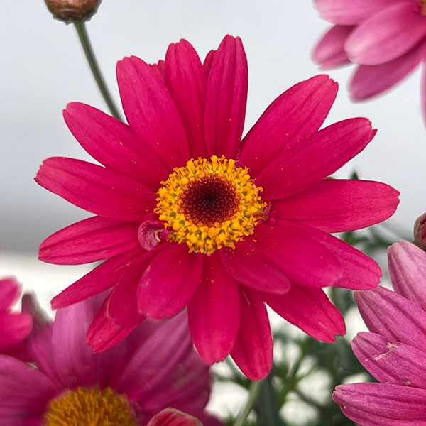 マーガレット：スマッシュ　ファイア3.5号ポット