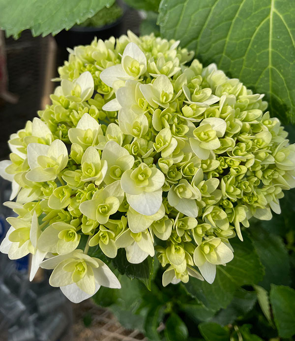 アジサイ：雪だるま3.5号ポット