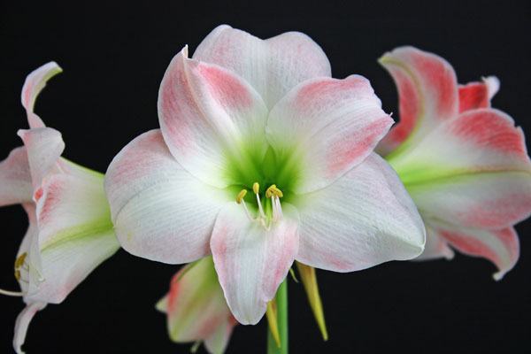 アマリリス:はじらい姿1球