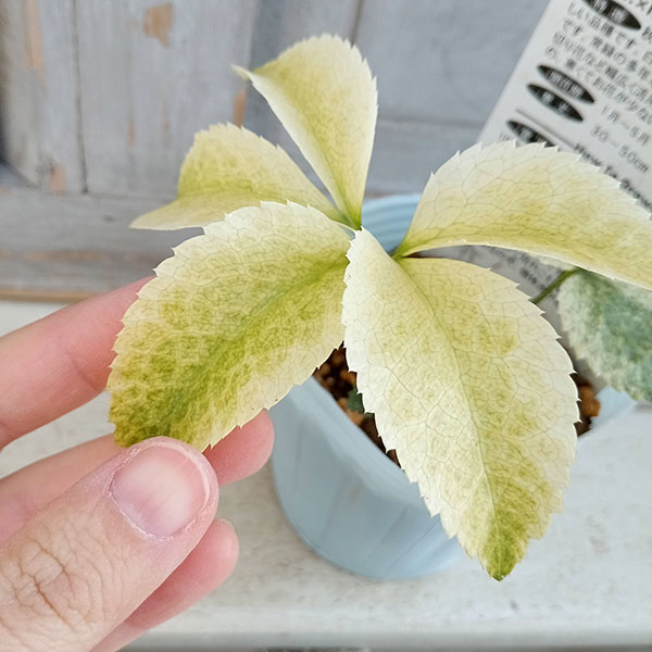 園芸ネット本店｜松村ナーセリーさんのクリスマスローズ：月白