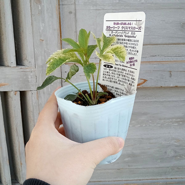 園芸ネット本店｜松村ナーセリーさんのクリスマスローズ：月白