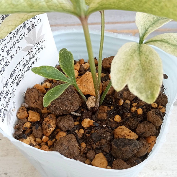 園芸ネット本店｜松村ナーセリーさんのクリスマスローズ：月白