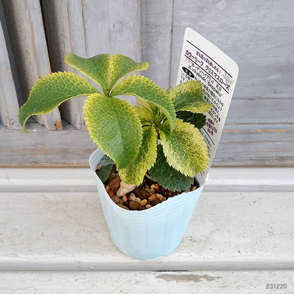 松村ナーセリーさんのクリスマスローズ：月白（ゲッパク）【23