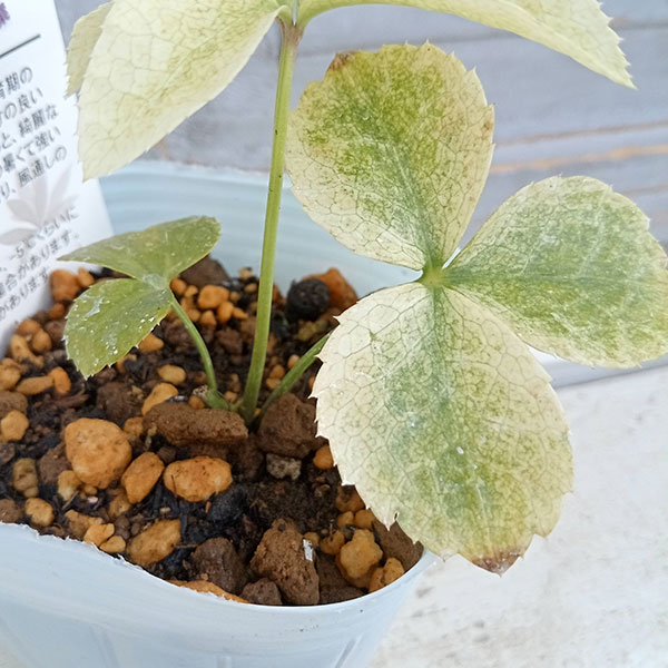 園芸ネット本店｜松村ナーセリーさんのクリスマスローズ：月白