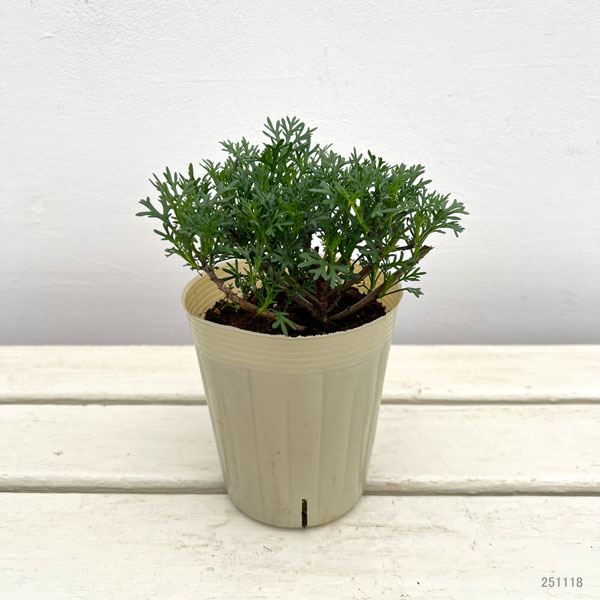 ビジューマム:ガーネット3-3.5号ポット