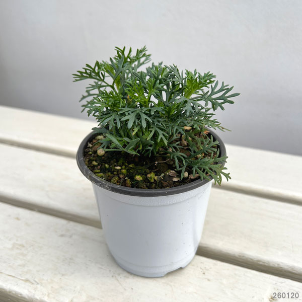 ビジューマム：ガーネット3-3.5号ポット