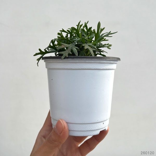 ビジューマム：ピンクパール3-3.5号ポット