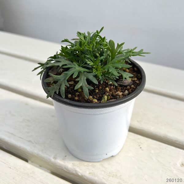 ビジューマム：ピンクパール3-3.5号ポット