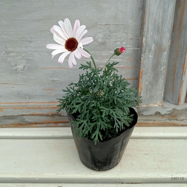 ビジューマム:ピンクパール5号鉢植え の通販 園芸ネット