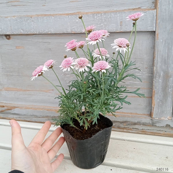 マーガレット：シェリーフレア3.5号ポット